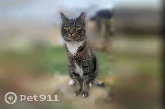 Lost cat, male, Whisper Cove Court, Columbus — brown, white and black coat - photo