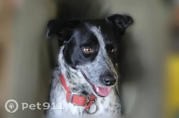 Lost dog, female, Hilham Road, Cookeville — friendly Blue Heeler mix - photo