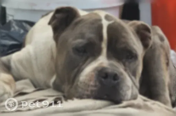 Lost dog, Q Avenue, 625, National City — male pit bull, very skinny due to illness - photo
