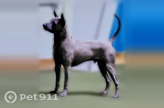 Lost male dog, Technology Drive, 1120, O’Fallon, Weldon Spring Heights — blue-gray Thai Ridgeback with a back ridge - photo