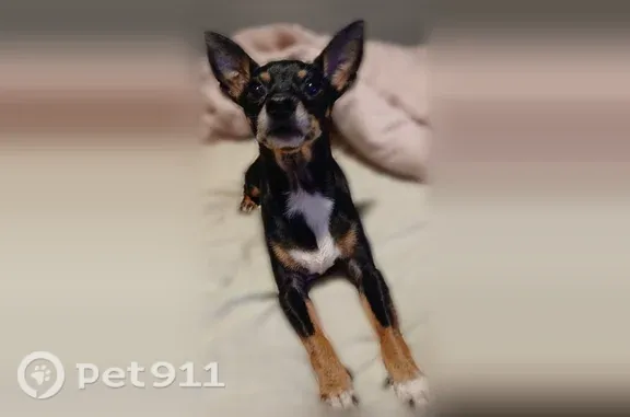 Lost Dog, East 15th Avenue, Columbus — male Chihuahua MinPin with black, brown and white markings - photo