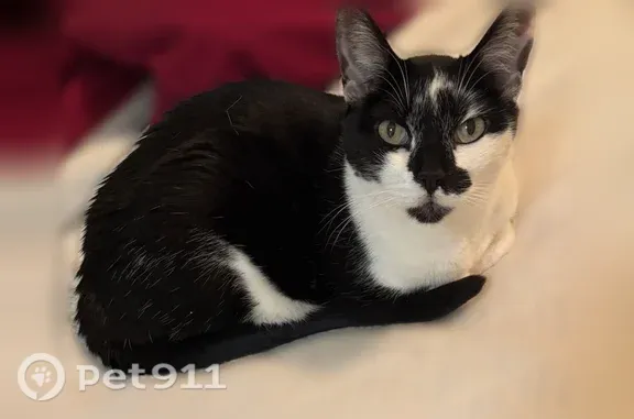 Missing cat Lake Havasu City, photo: Lost cat, Iroquois Circle, Lake Havasu City — 12-year-old male