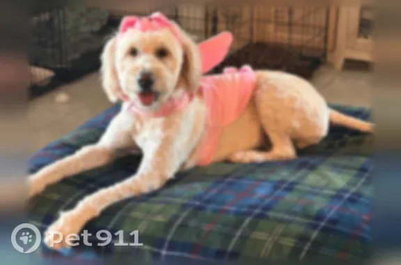 Missing dog Casa Grande, photo: Lost female dog, West Rodeo Road, 212, Casa Grande — cream-colored Goldendoodle