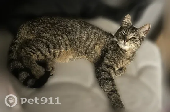 Missing cat Boise, photo: Lost cat, West Camel Back Lane, 1415, Boise — male with distinctive gray-black stripes