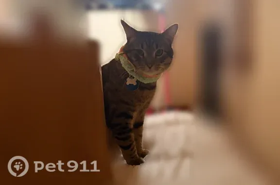 Lost cat, Heywood Road, 5724, Richmond — green with black stripes - photo