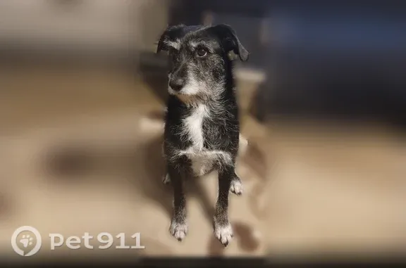 Lost female dog, South Jackson Avenue, 1178, Joplin — mostly black with a white chest - photo