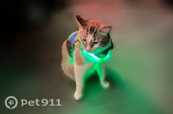 Lost male cat, Cadiz — reported missing from Hurricane Campground - photo