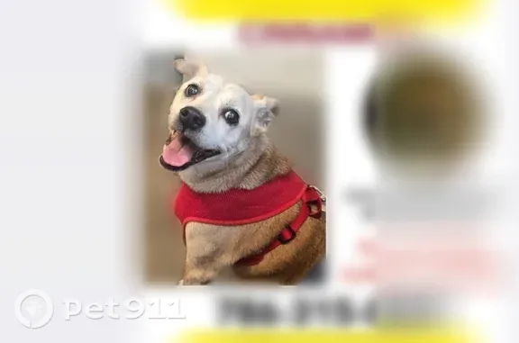 Lost female dog, Northwest 79th Street, Florida, Miami — 14 years old with a forehead scar - photo