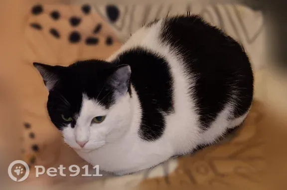 White and black splotches. Skittish. Microchip. She's never been out before. 5 or old.