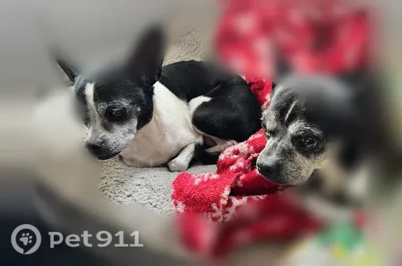 Missing dog Pensacola, photo: Lost dog, Simpson Street, 1003, Pensacola — male chihuahua mix