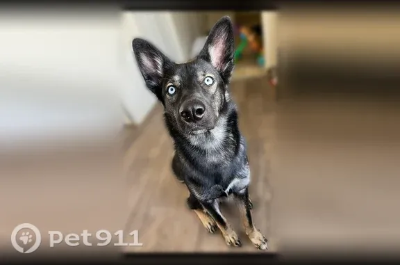Lost dog, Arkansas 319, 3469, Austin — female with blue eyes and a black coat - photo