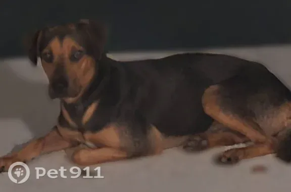 Lost dog, South Le Jeune Road, 5406, Coral Gables — black and tan foster dog; do not chase - photo