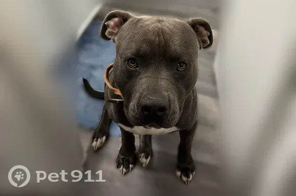 Lost Dog, Beaumont — Grey male responds to “Bear Bear” - photo