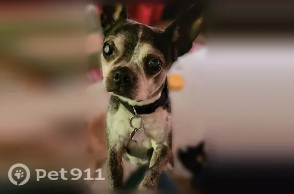 Missing dog Glen Carbon, photo: Lost female dog, Sierra Court, 304, Glen Carbon — Boston terrier