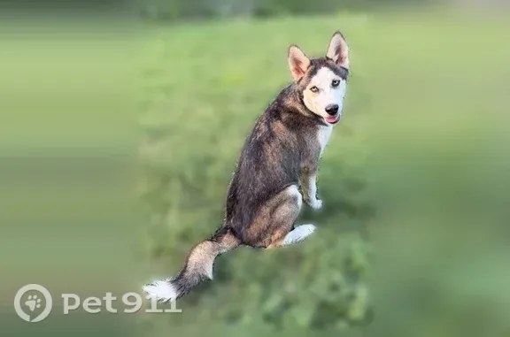Missing dog Dallas, photo: Lost dog, Forester Drive, 1213, Dallas — 6-month-old male husky