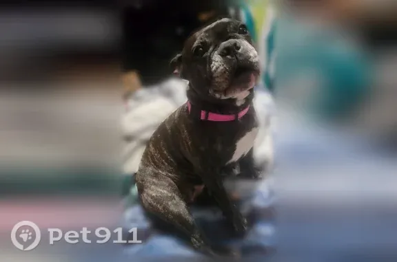 Lost dog, Spring Forest Street, 6814, San Antonio — female French bulldog with a white face - photo