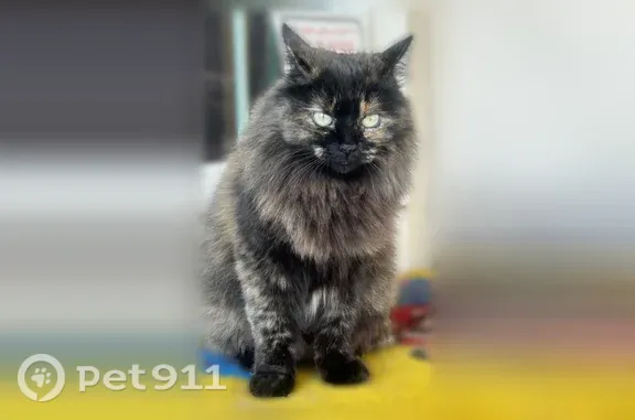Lost female cat, Rodriguez Road, Austin, Arlington — fluffy tortoiseshell, keeps her distance - photo