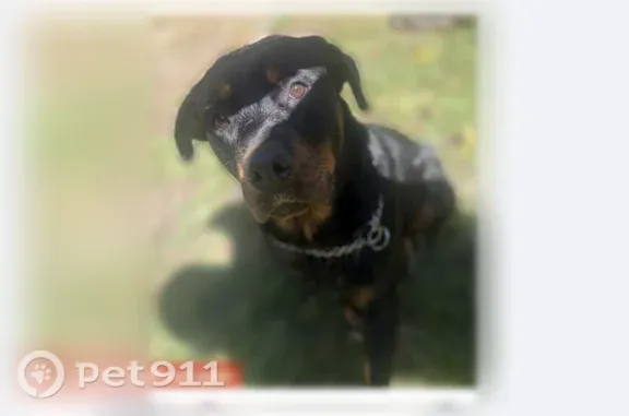 Lost dog, Avon Street, Akron, Columbus — female Rottweiler - photo