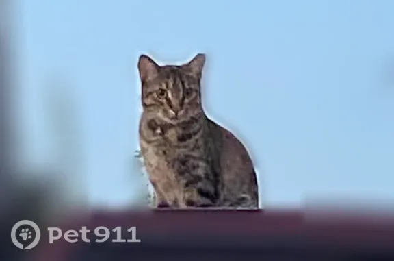 Missing cat Columbus, photo: Lost cat, Wychwood Street, 2113, Toledo, Columbus — female, tiger-striped with a pink collar