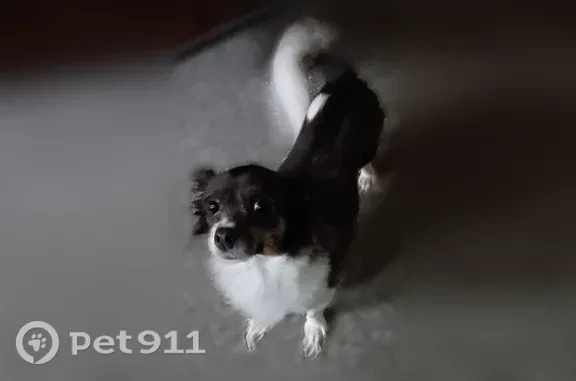 Lost dog, Mother Gaston Bl/Belmont Av, Brooklyn, NY 11212, USA, Brooklyn — female with a white tail and chest - photo
