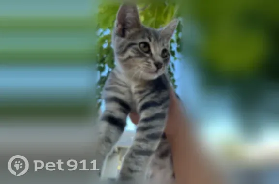Lost cat, female, Lee Drive, 8310, Citrus Heights — white paws - photo