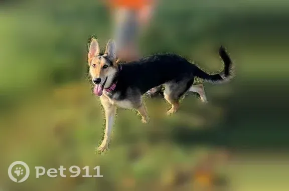 Found dog Cameron, photo: Found female dog, Southwest Alamo Road, 2704, Cameron — Shephard mix at Wallace State Park