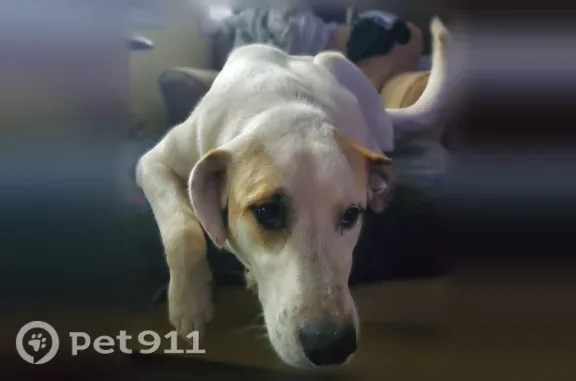 Lost female dog, North Symonds Creek Road, Indiana, Indianapolis — white coat with tan and black markings - photo
