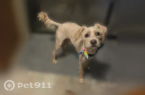 Lost male dog, Center Avenue, 184, Sumrall — cream terrier mix - photo