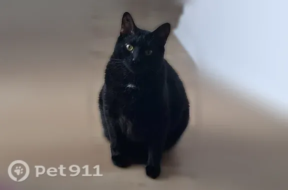 Lost male cat, U.S. 301, 3607, Ellenton, Ellenton — stub tail and gold eyes - photo