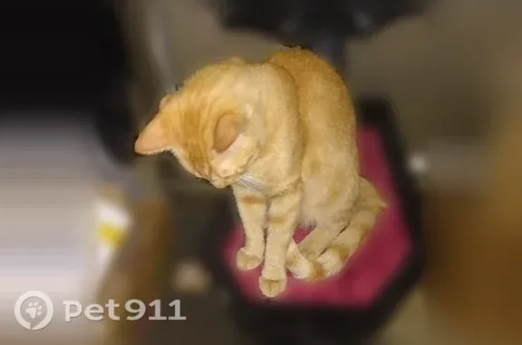 Lost cat, Helena — orange tabby male with green eyes - photo