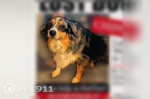 Lost female dog, Loves Park, Chicago — merle Australian Shepherd with a nub tail - photo