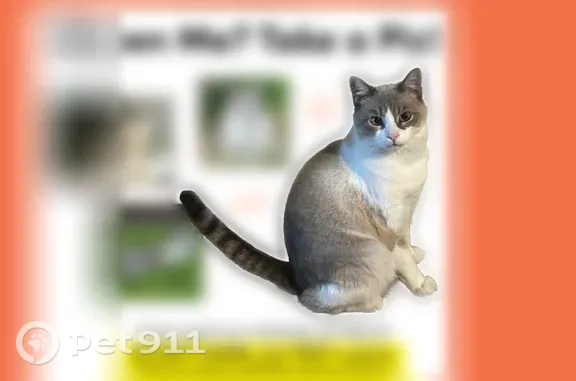 Missing cat Salt Lake City, photo: Lost cat, West Hillcrest Street, Copperton, Salt Lake City — male Siamese/Snowshoe-type with blue eyes
