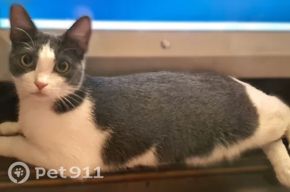 Lost cat, Memorial Drive, 1928, Claremore — small gray-and-white female with golden eyes - photo