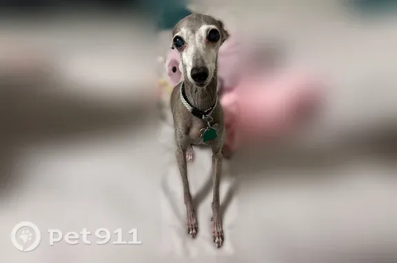 Lost female dog, Stone Canyon Road, 10830, Dallas — senior grey-and-white service animal - photo