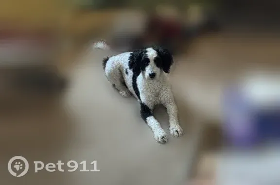 Lost dog, W 100th Ave, 715, Anchorage — female with black markings - photo
