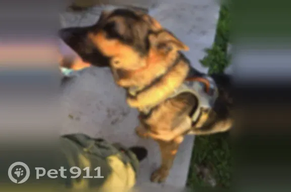 Lost dog, Southwest 151st Avenue, 30212, Homestead — male German shepherd, 70–80 lb - photo