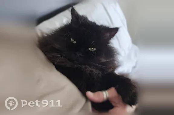 Lost male cat, South 348th Street, 901, Federal Way, Redmond — solid black with gold eyes - photo