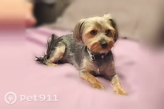 Lost dog, 65th Street Expressway, Sacramento, Sacramento — female brown-gray Yorkie in a pink shirt - photo