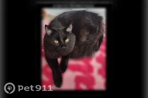 Lost male cat, Grant Avenue, Emsworth — long-haired black coat, orange eyes - photo