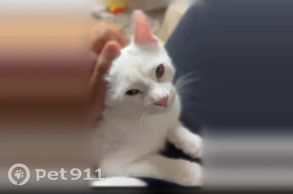 Missing cat Oak Lawn, photo: Lost male cat, South McVicker Avenue, Oak Lawn — white coat and gray head patch