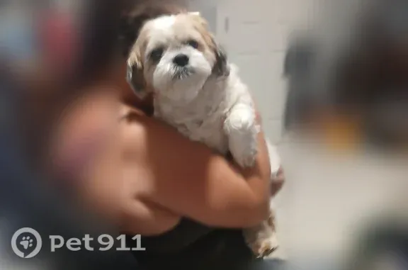 Found dog Phoenix, photo: Found female dog, East Wagoner Road, 302, Phoenix — cloudy eyes