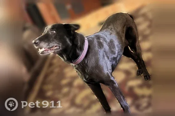 Lost dog, Old Dixie Highway, 1880, Mims — 14-year-old, no collar - photo
