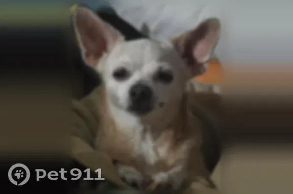 Lost dog, East 44th Street, 516, Odessa — female Chihuahua with large ears - photo