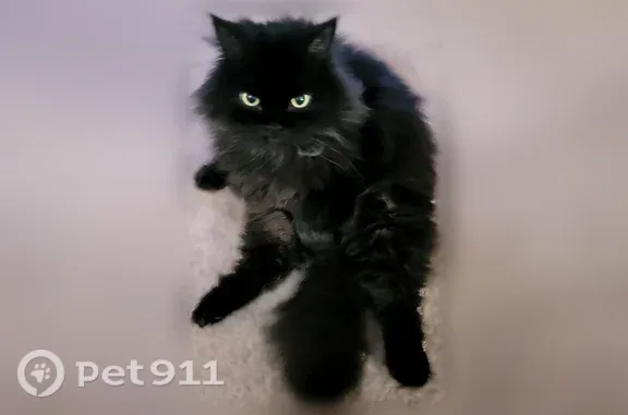 Lost cat, male, South 348th Street, 901, Federal Way, Federal Way — solid black coat, green/gold eyes - photo