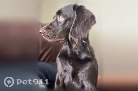 Lost dog, North Market Street, 1835, Jacksonville — female Boykin spaniel with hazel eyes - photo