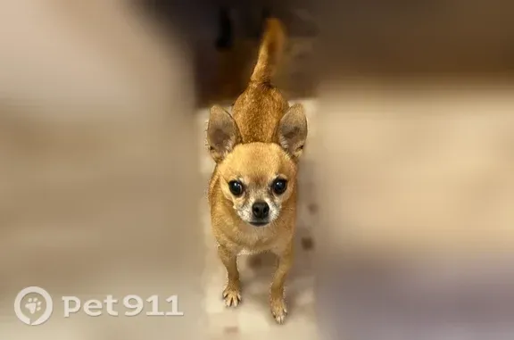 Lost male dog, Tidewater Drive, 5122, Houston — 17 years old and shy - photo