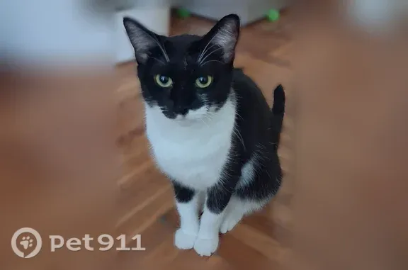 Lost cat, East 21st Street, 600, Brooklyn — friendly female who hides when startled - photo