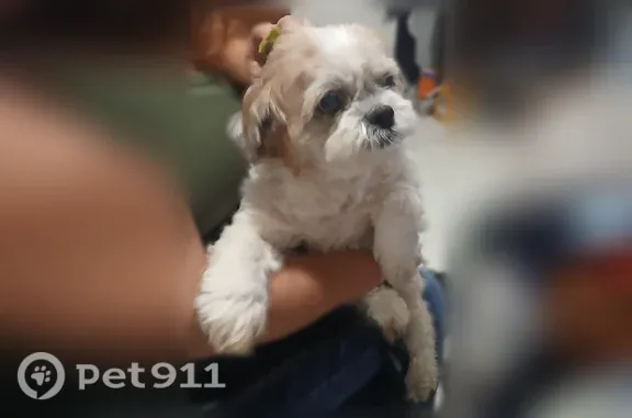 Found dog Phoenix, photo: Found dog, East Libby Street, 117, Phoenix — female with green bows and cloudy eyes