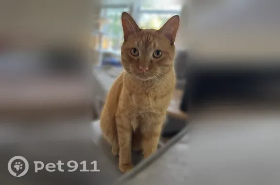 Missing cat Tulsa, photo: Lost male cat, South Delaware Avenue, 432, Tulsa — orange tabby with no collar