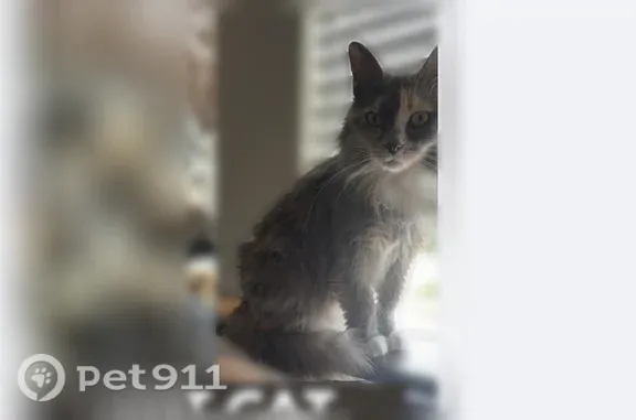 She is a dilute tortie. She has a very sweet disposition. She is very friendly and like strangers and is not very shy. She has a pink pouch, a white chest and a mostly grey coat. She has long fur and light yellow eyes. She’s very food motivated.